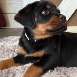 Kali - Black and tan female Rottweiler puppy in Newfoundland, Pennsylvania from Poconopaws