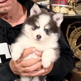 Ariya's blue boy 1 - Blue male Pomsky puppy in Enid, Oklahoma from Mile Hi Pomskies