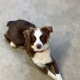 Bexley - Australian Shepherd