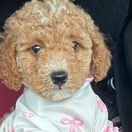 Strawberry - Apricot female Goldendoodle puppy in Gaithersburg, Maryland from Barkins and Company