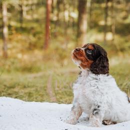 Red collar - Merle female Cockapoo puppy in Missoula, Montana from Big Sky Cockapoos