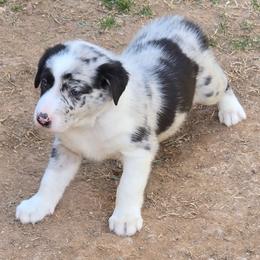 RUDY, Mr Purple - Blue merle male Border Collie puppy in San Tan Valley, Arizona from Sherry's Border Collies