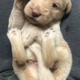 Labradoodle and Labrador Retriever Puppies from Cypress Kennels