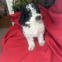 Grace - Poodle puppy from Lainy's Homegrown Farm puppies