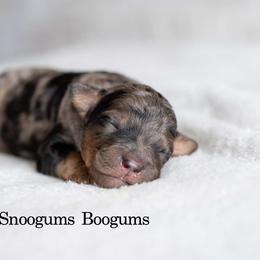 Snoogums Boogums - Phantom male Goldendoodle puppy in Woodruff, South Carolina from Crooked Creek Doodles and Poodles