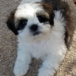Shih Tzus from Sonya Garrett
