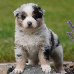 Pecan - Blue merle female Australian Shepherd puppy in Glenville, Pennsylvania from Rolling Hills Australian Shepherds