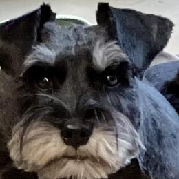 Piper - Miniature Schnauzer