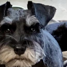Piper - Miniature Schnauzer