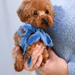 Mango - Poodle