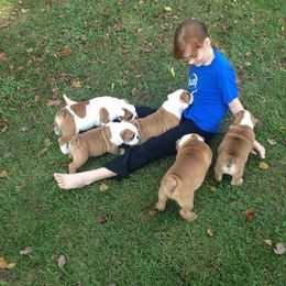 Bulldog and French Bulldog Puppies from Crystals Bulldog Bungalow