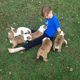 Bulldog and French Bulldog Puppies from Crystals Bulldog Bungalow