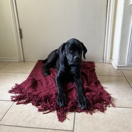 Chogi - Black male Cane Corso puppy in Jarrell, Texas from jada dupre