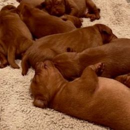 Vizsla Puppies from Mill Pond Farm Vizslas