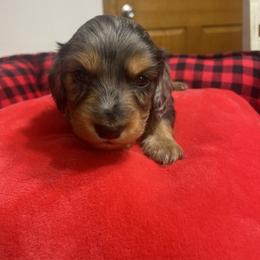 Dachshund Puppies from KW’s Doxies