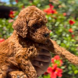 Boy 4 - Red  male Poodle puppy in Corona, California from Garden Of Poodles