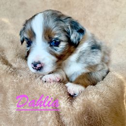 Dahlia - Blue merle female Australian Shepherd puppy in Dartmouth, Massachusetts from Tails of an Ausshole