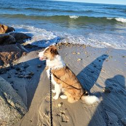 Border Collie Puppies from Lil Maine Border Collies