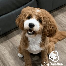 Poppy - Companion Cross