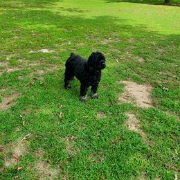 Miles - Cocker Spaniel