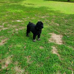 Miles - Cocker Spaniel
