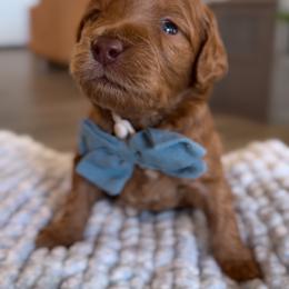 Jackson - Red  male Goldendoodle puppy in Gilbert, Arizona from Sunny Doodles