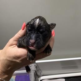 Male 3 (9) - Fawn male Boxer puppy in Jamesville, New York from Reynolds Homestead Boxers
