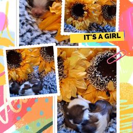 Girl 4 - Chocolate and tan female Shih Tzu puppy in Olive Branch, Mississippi from K&T FURBABIES