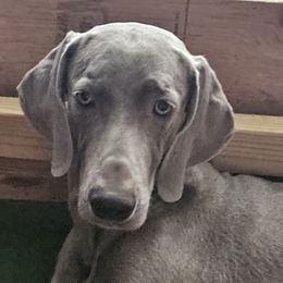 Weimaraners from Camelot Talk About Weimaraner