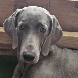 Weimaraners from Camelot Talk About Weimaraner