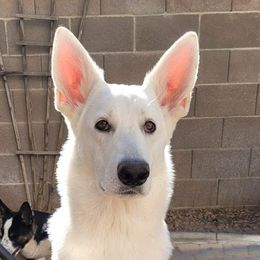 Shiloh - German Shepherd