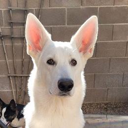 Shiloh - German Shepherd
