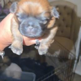 Brownie - Gold male Shih Tzu puppy in Madera Acres, California from California Shih Tzu’s