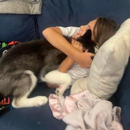 Siberian Husky Puppies from Milly's Showline Pets