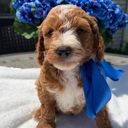 Bowie - Red  male Goldendoodle puppy in Estesburg, Kentucky from Wet Goldendoodle Kisses