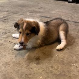Holly - Sable and white female Collie puppy in Richmond, Kentucky from Puppy Dog City