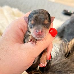 Vinny 3500 - Parti male Yorkshire Terrier puppy in Midland, Texas from Southern Yorkie Pies