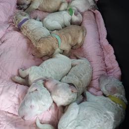 Poodle Puppies from Barbi's Standards