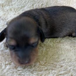 AKC Shaded Male - Black and cream male Dachshund puppy in Sumrall, Mississippi from JP’s Dachshunds