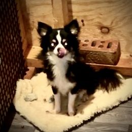 Bella - Chihuahua