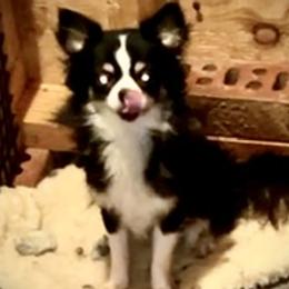 Bella - Chihuahua