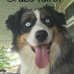 Cruze - Australian Shepherd