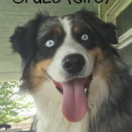 Cruze - Australian Shepherd