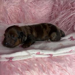 Maple - Dapple female Dachshund puppy in Lake City, Florida from My Ditzy Doxies of Florida