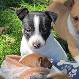 Black Tricolor Piebald Male - White black and tan male Rat Terrier puppy in Webb City, Missouri from Rocking 4C
