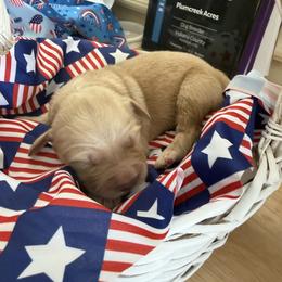 Sedona - Light golden female Golden Retriever puppy in Cherry Tree, Pennsylvania from Plumcreek Acres