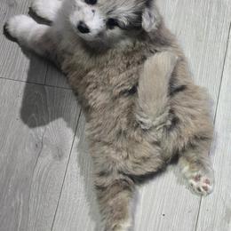 Flora - Merle female Pomsky puppy in Fairfield, Vermont from Pomskies of Vermont
