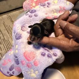 Miniature Pinscher Puppies from Bridget GreenBoddy