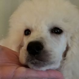 Poodle Puppies from Standard Hearts