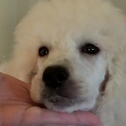 Poodle Puppies from Standard Hearts